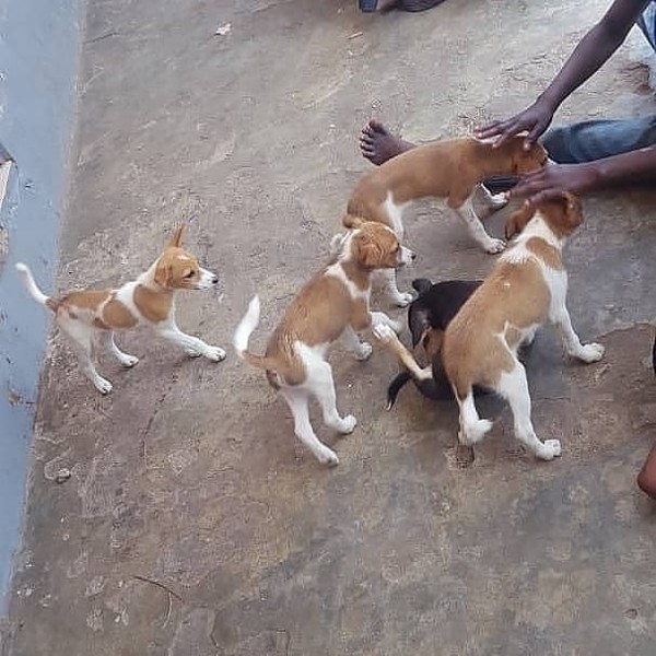 Sancore animal rescue and shelter