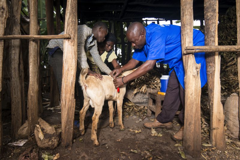 Modern Veterinary Clinic